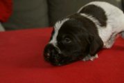 wye niemiecki, spinone italiano