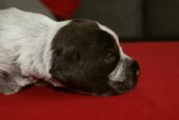 wye niemiecki, spinone italiano