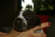 wye niemiecki, spinone italiano