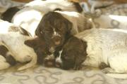 wye niemiecki, spinone italiano