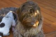 wye niemiecki, spinone italiano