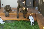 wye niemiecki, spinone italiano