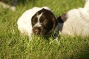 wye niemiecki, spinone italiano