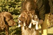 wye niemiecki, spinone italiano