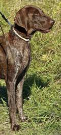 wye niemiecki, spinone italiano