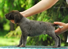 wye niemiecki, spinone italiano