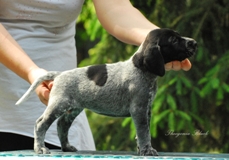 wye niemiecki, spinone italiano