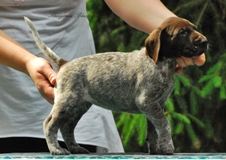 wye niemiecki, spinone italiano