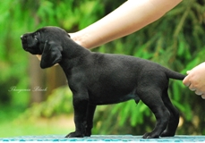 wye niemiecki, spinone italiano