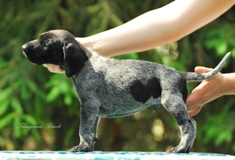 wye niemiecki, spinone italiano