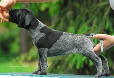 wye niemiecki, spinone italiano