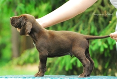 wye niemiecki, spinone italiano
