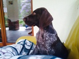 wye niemiecki, spinone italiano
