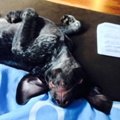 wye niemiecki, spinone italiano