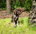 wye niemiecki, spinone italiano