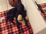 wye niemiecki, spinone italiano