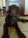 wye niemiecki, spinone italiano