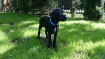 wye niemiecki, spinone italiano