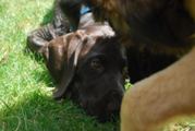 wye niemiecki, spinone italiano
