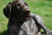 wye niemiecki, spinone italiano