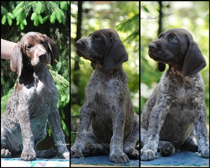wye niemiecki, spinone italiano