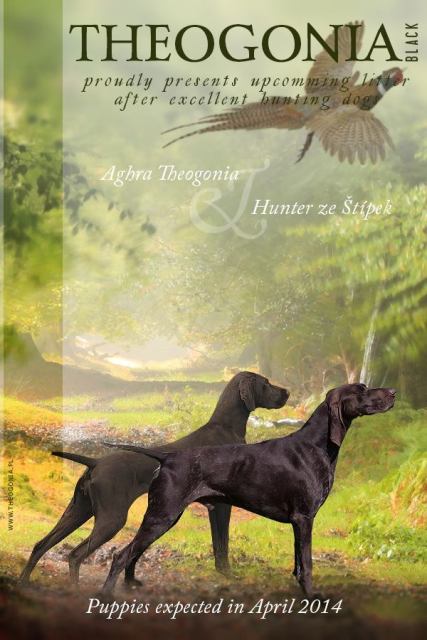 wye niemiecki, spinone italiano