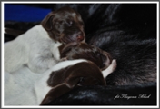 wye niemiecki, spinone italiano