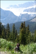 wye niemiecki, spinone italiano