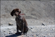 wye niemiecki, spinone italiano