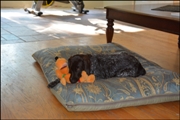 wye niemiecki, spinone italiano