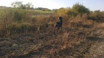wye niemiecki, spinone italiano
