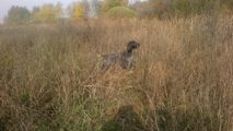wye niemiecki, spinone italiano
