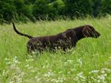 wye niemiecki, spinone italiano