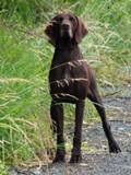 wye niemiecki, spinone italiano