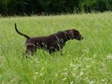 wye niemiecki, spinone italiano
