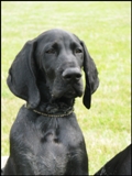 wye niemiecki, spinone italiano