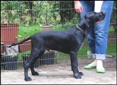 wye niemiecki, spinone italiano