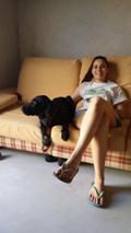 wye niemiecki, spinone italiano