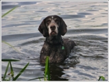 wye niemiecki, spinone italiano