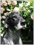 wye niemiecki, spinone italiano