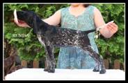 wye niemiecki, spinone italiano