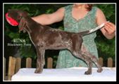 wye niemiecki, spinone italiano