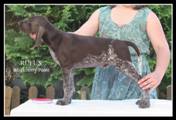 wye niemiecki, spinone italiano