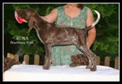wye niemiecki, spinone italiano