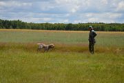 wye niemiecki, spinone italiano