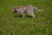 wye niemiecki, spinone italiano