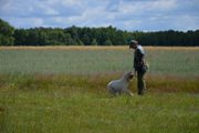 wye niemiecki, spinone italiano