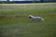wye niemiecki, spinone italiano