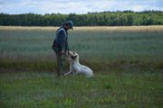 wye niemiecki, spinone italiano