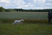 wye niemiecki, spinone italiano